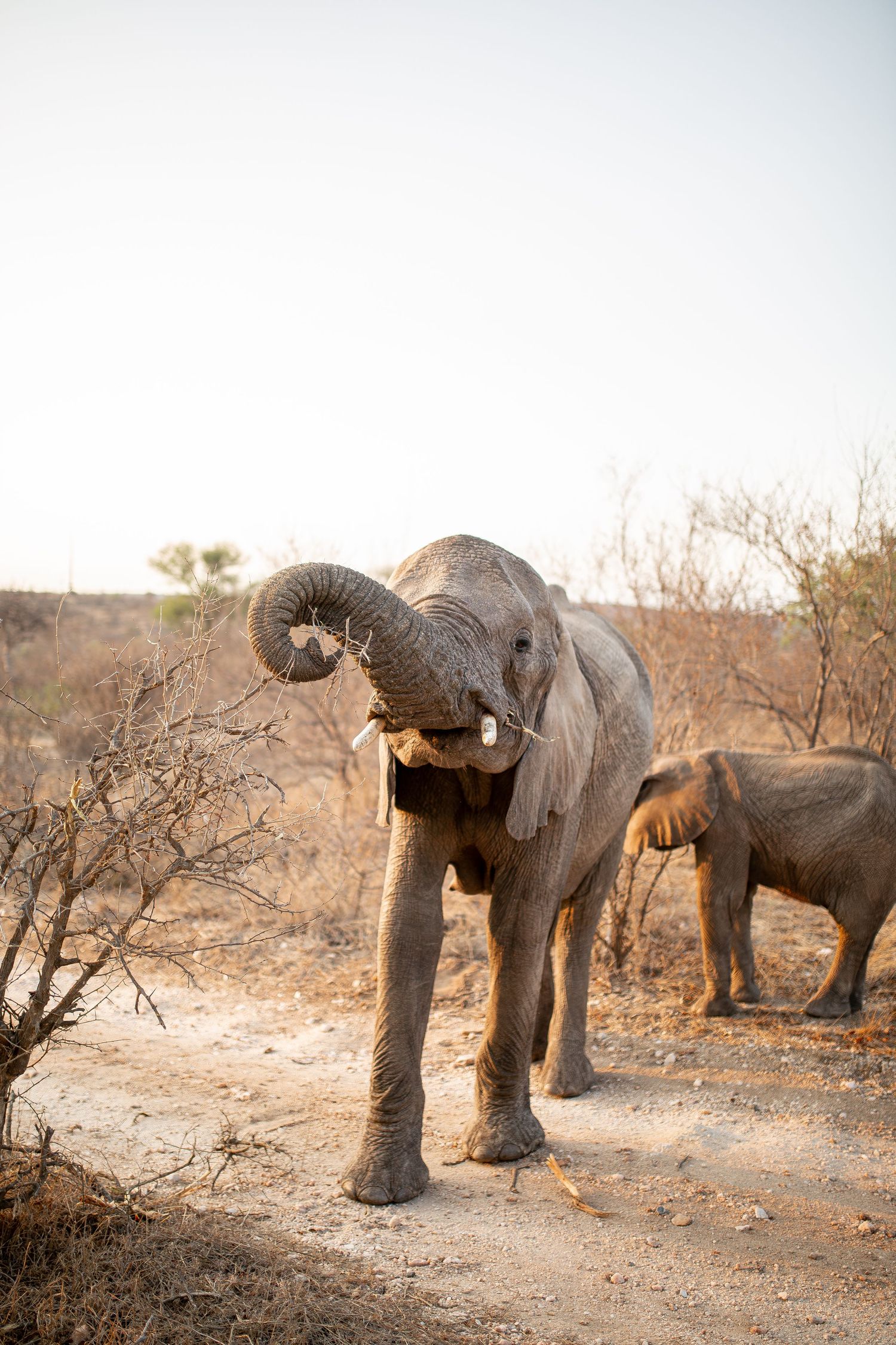 Photo d’un éléphant en Afrique du Sud, majestueux dans son habitat naturel, capturé dans la savane sous une lumière douce.