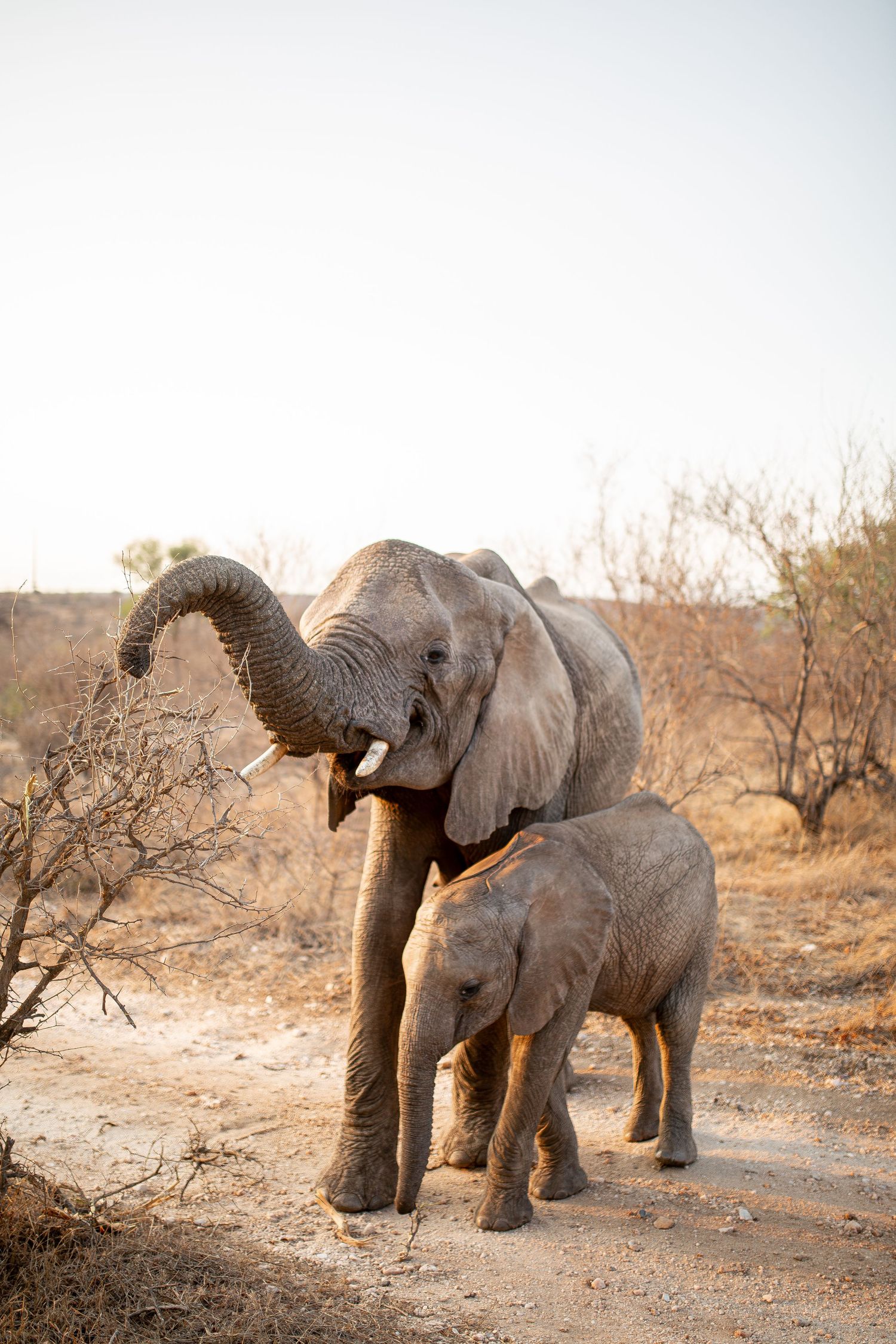 Photo d’un éléphant en Afrique du Sud, majestueux dans son habitat naturel, capturé dans la savane sous une lumière douce.