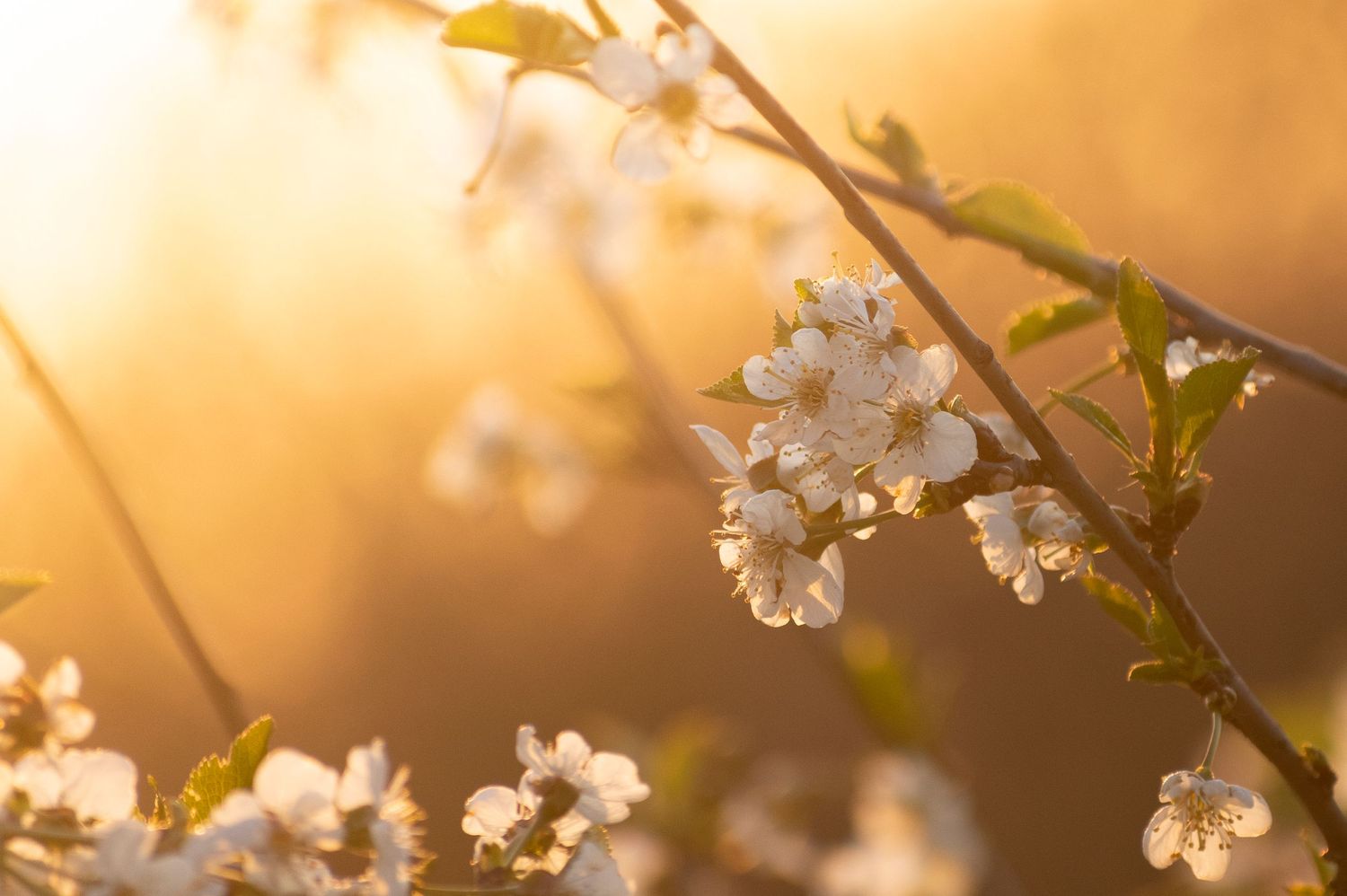 fiori, luce calda, fotografa reportagista