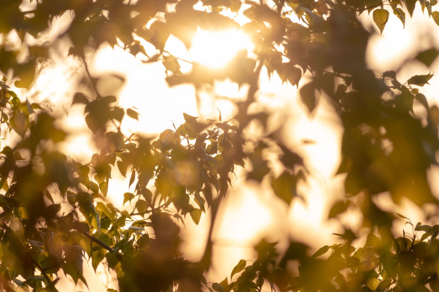 fiori, luce calda, fotografa reportagista