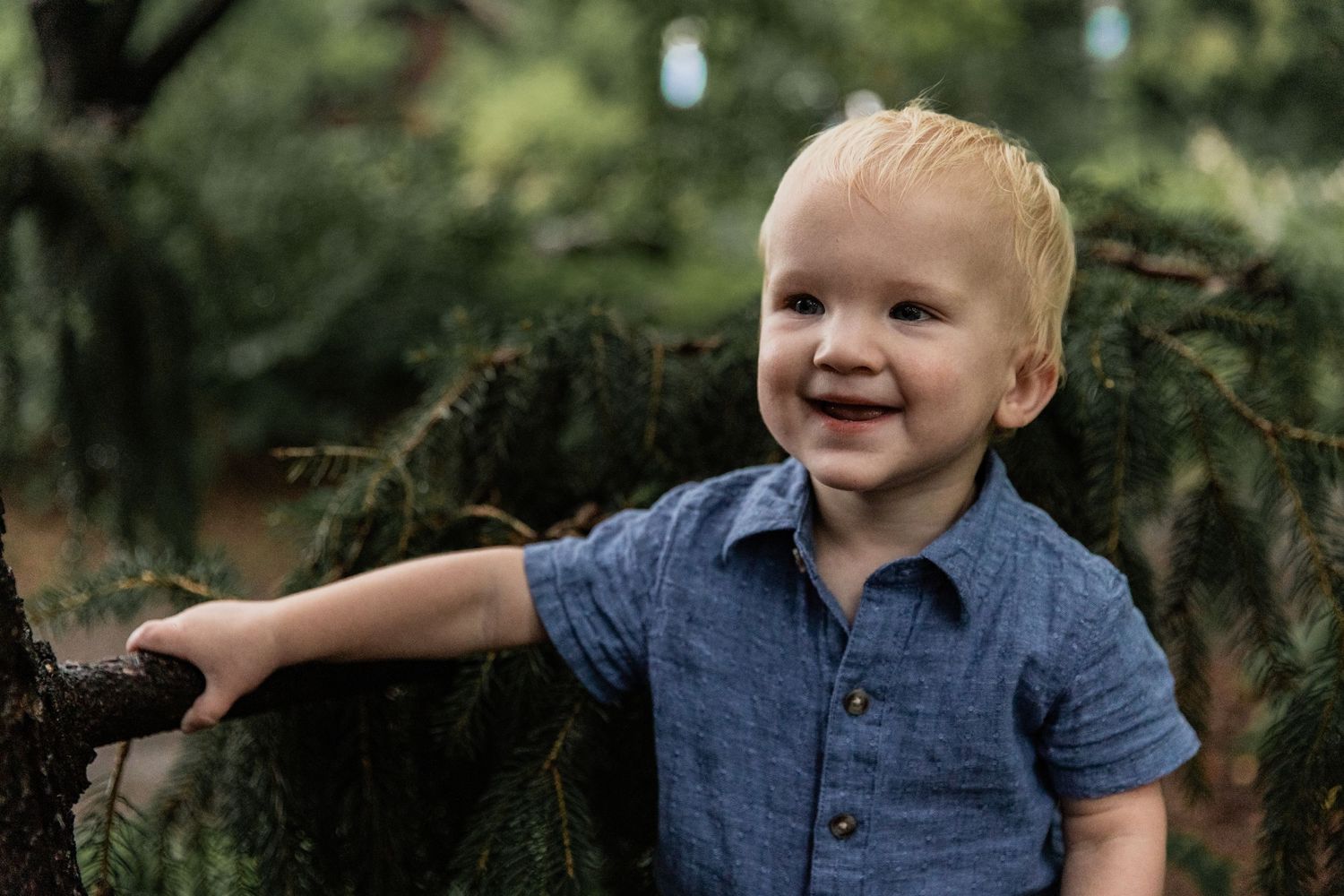 Toddler boy stands holding on to a pine tree branch
