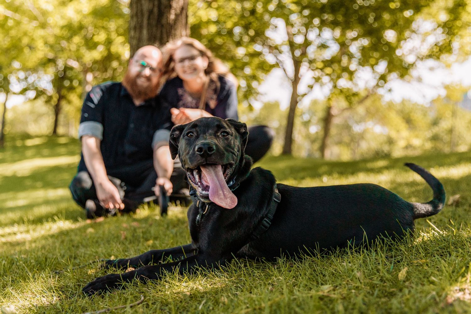 Black lab smiles with his tongue hanging out in front of his mom and dad