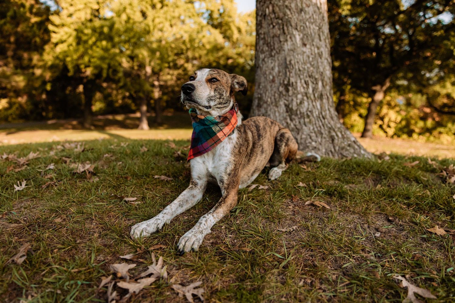 majestic puppy soaking in the fall sun