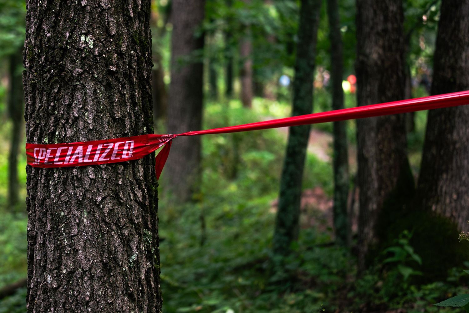 A red Specialized bicycle handlebars visible among green forest trees in natural lighting.