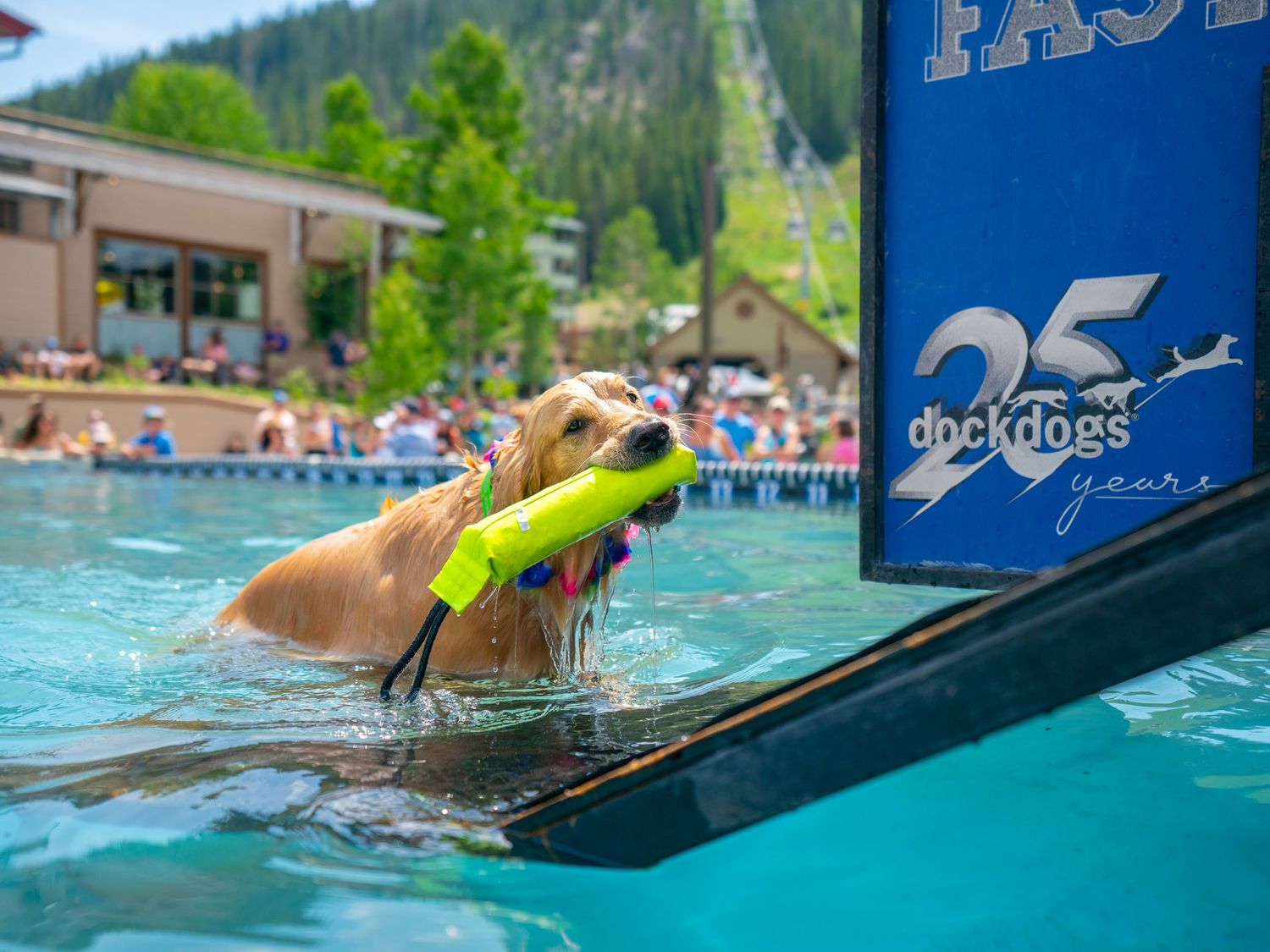 A dog jumps into a swimming pool to retrieve a green toy during an outdoor event.
