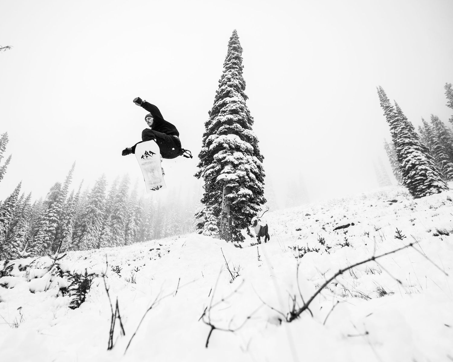 Black and white photo of a snowboarder executing an aerial jump near snow-covered pine trees.