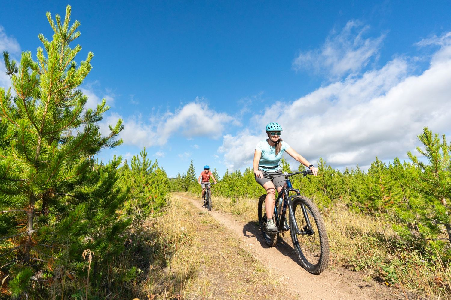 Mountain bikers ride along a scenic dirt trail through young pine trees on a sunny day.
