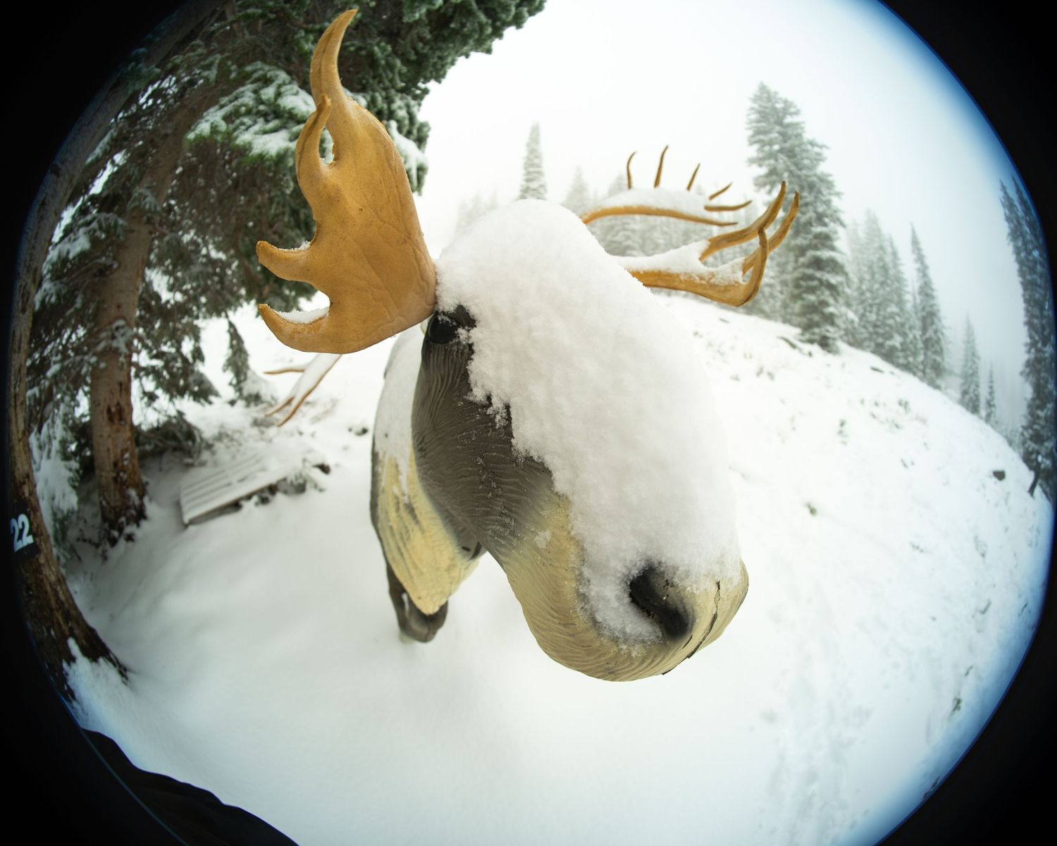 Close-up fisheye lens shot of a snow-covered moose head decoration in winter.