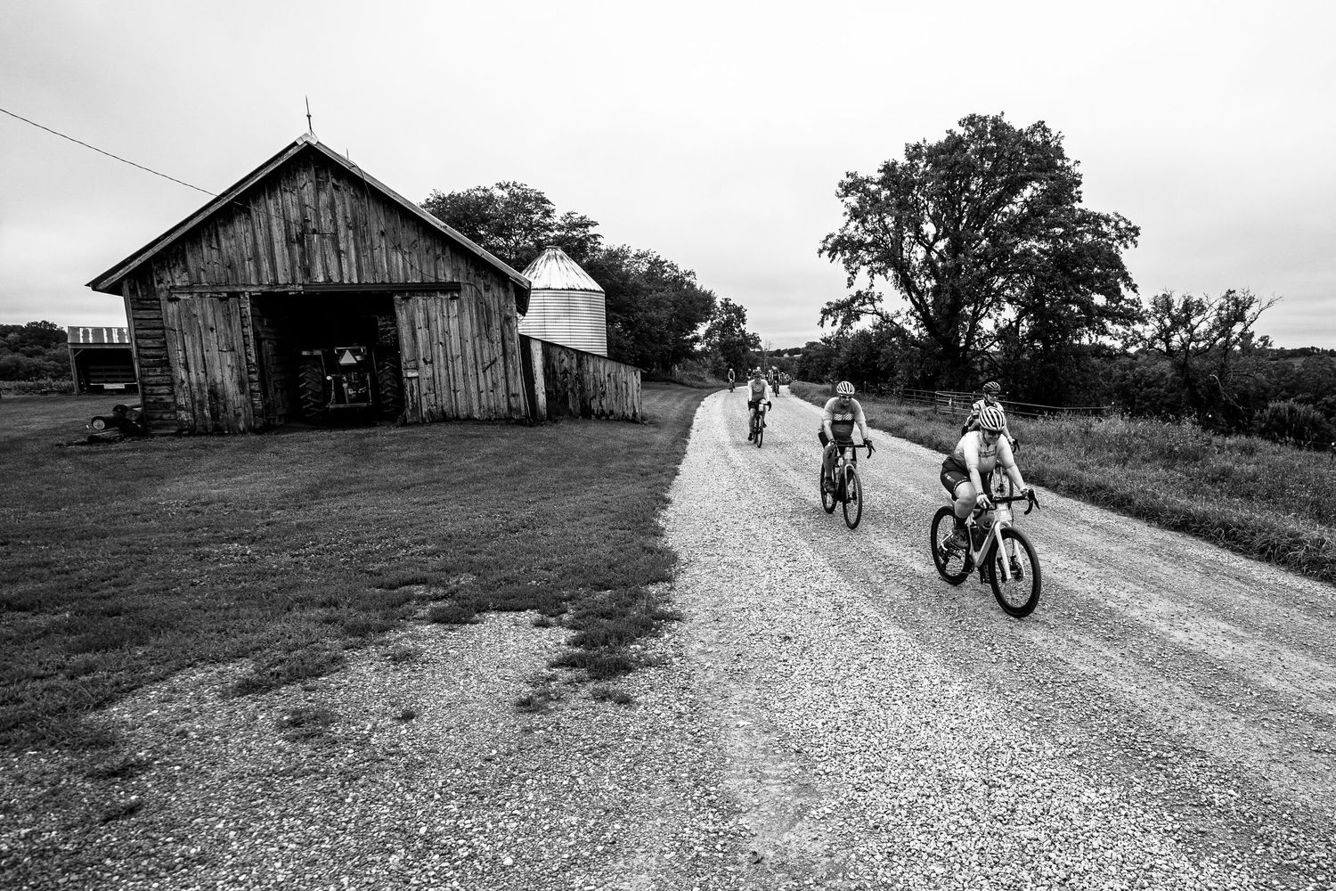 Cyclists ride down a gravel road past a rustic wooden barn on a farm in this black and white photo.