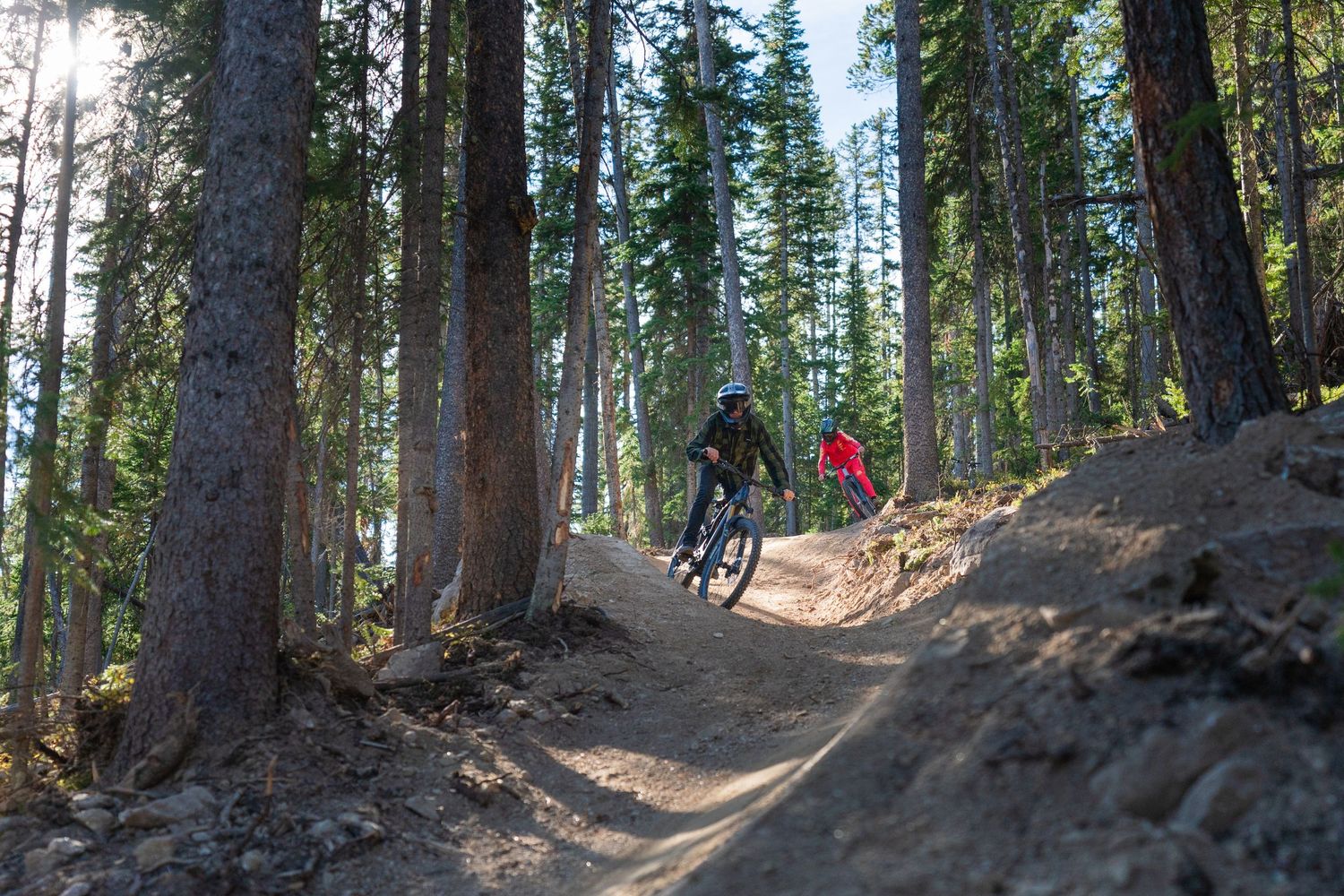Mountain bikers riding a winding dirt trail through tall pine trees.