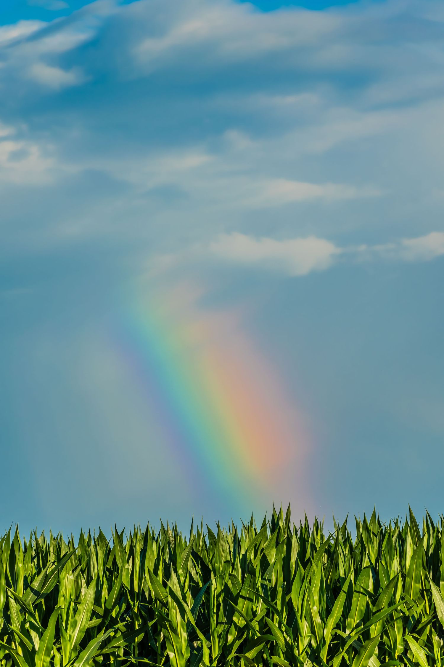 Vibrant rainbow arches over green corn field against blue summer sky.
