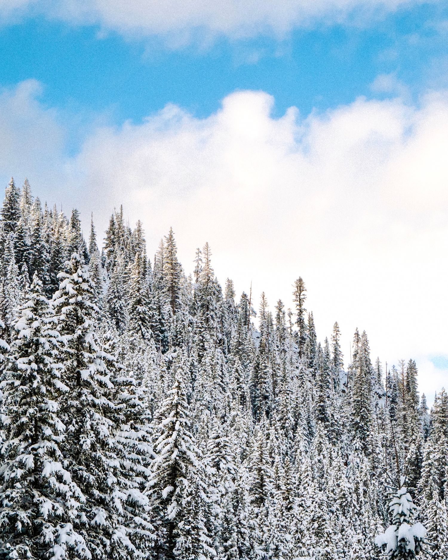 Snow-covered evergreen forest stretches up a mountainside against bright blue winter sky.