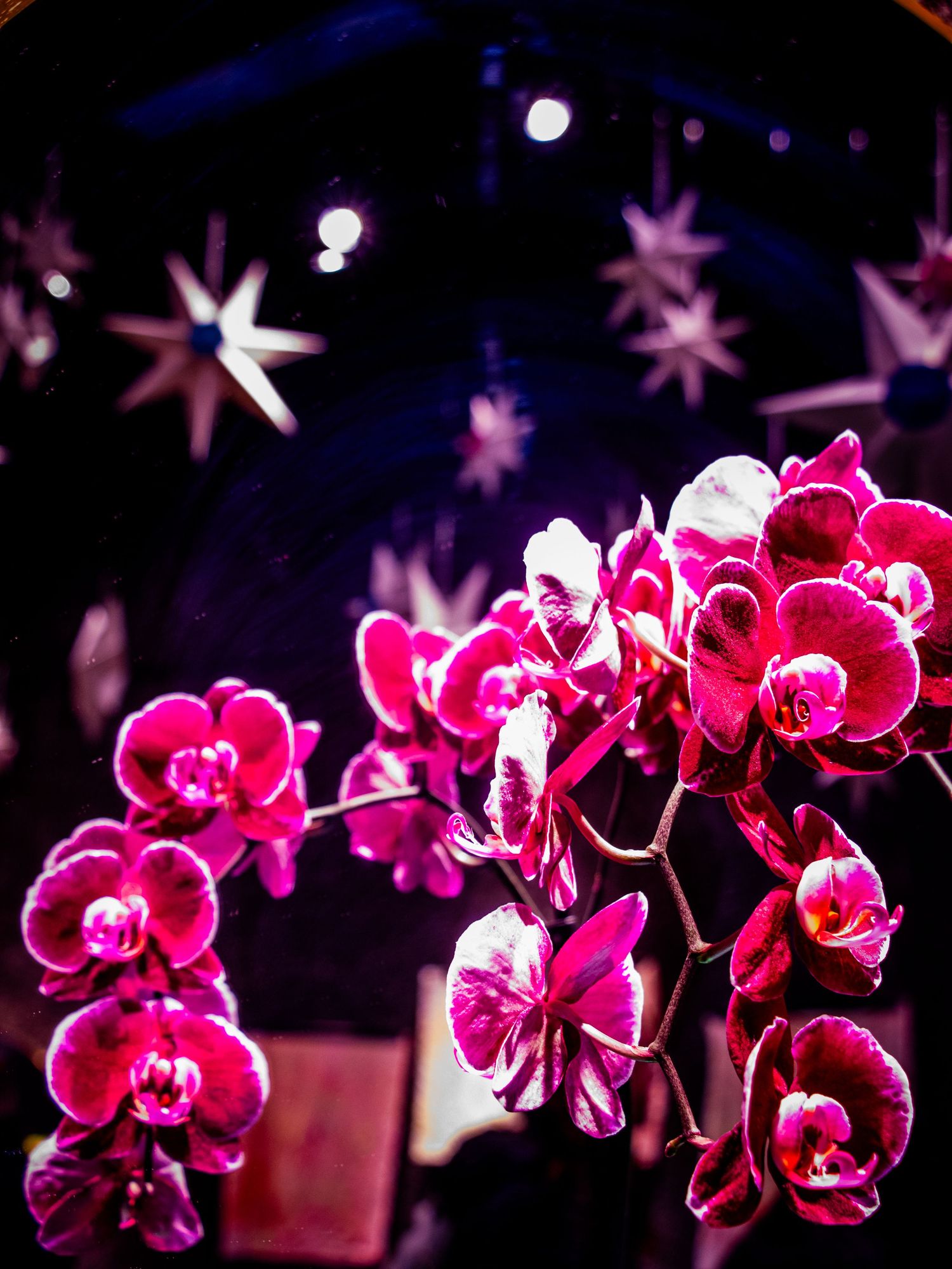 Vivid pink Phalaenopsis orchids glowing against dark background with white star-shaped lights bokeh.