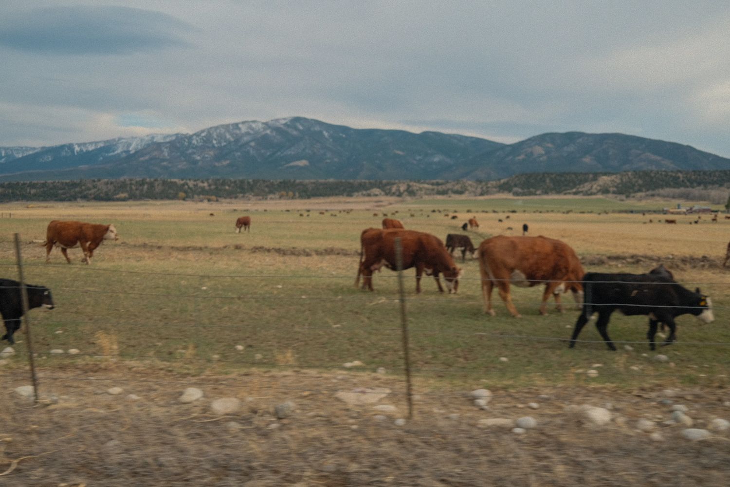 Cows grazing in a pasture along the edge of the Rocky Mountains