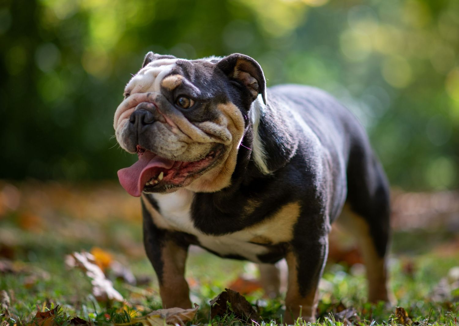 Pet and family photography