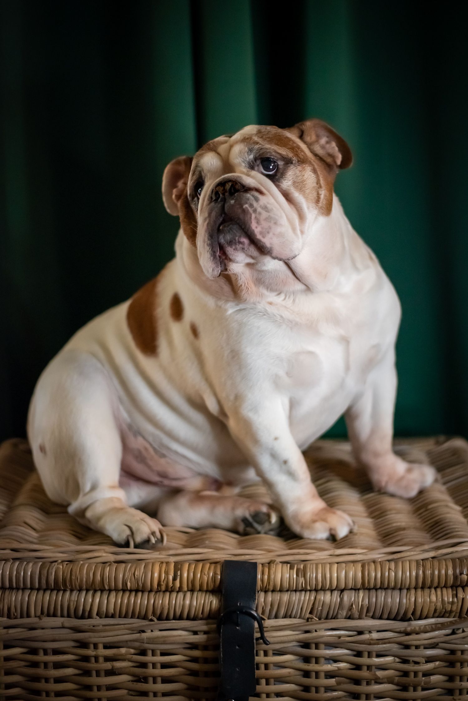 Pet Photography