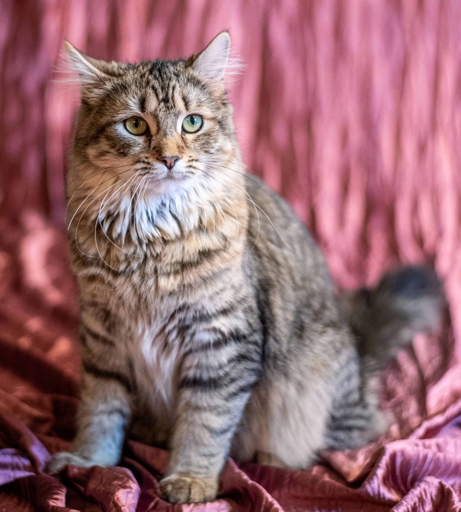 Pet photography
