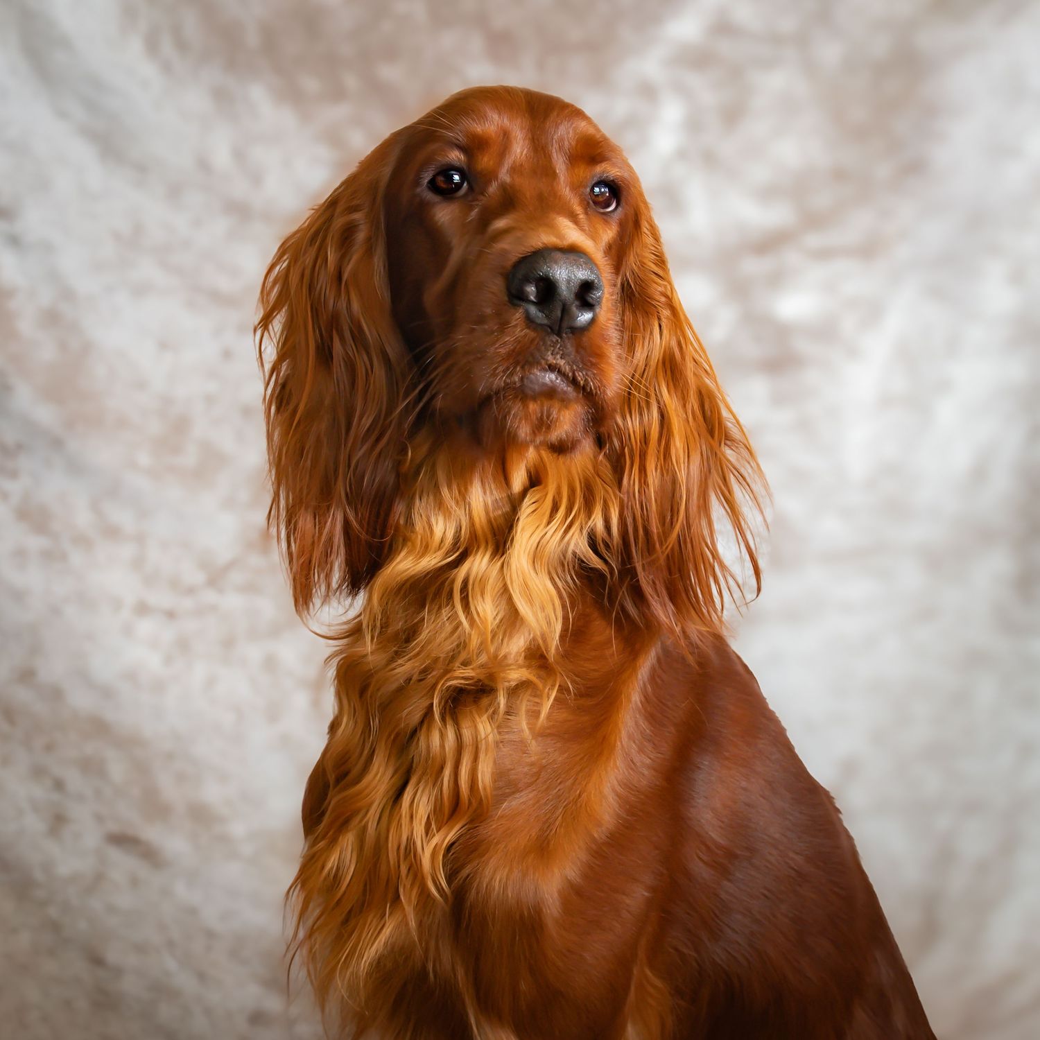 Pet and family photography