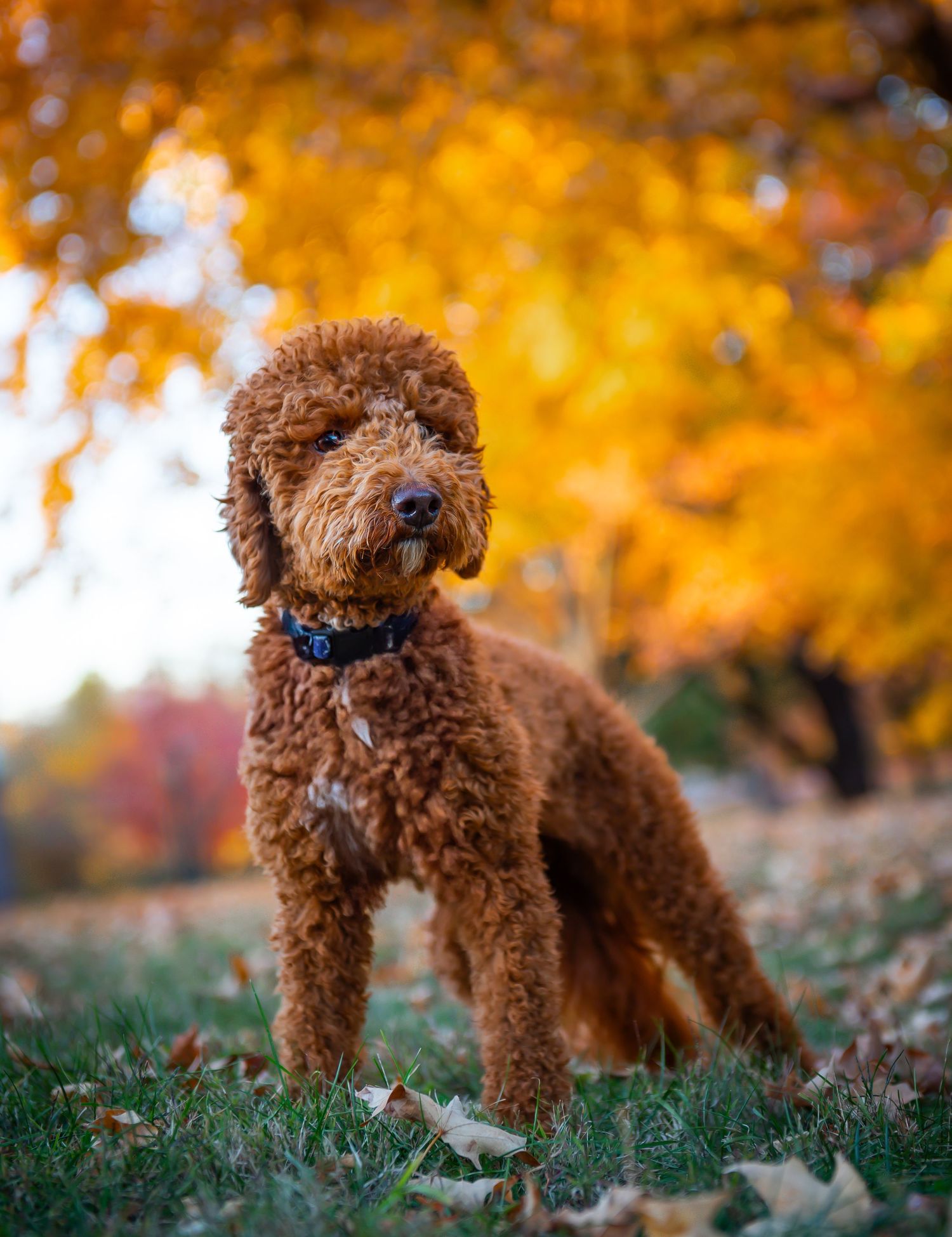 Pet photography