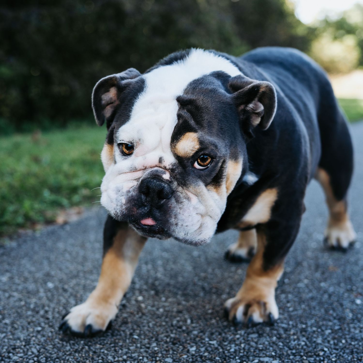 Pet and family photography