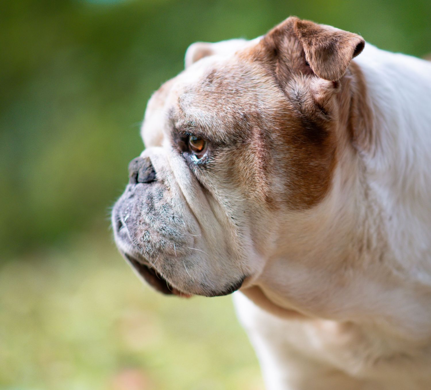 Pet photography