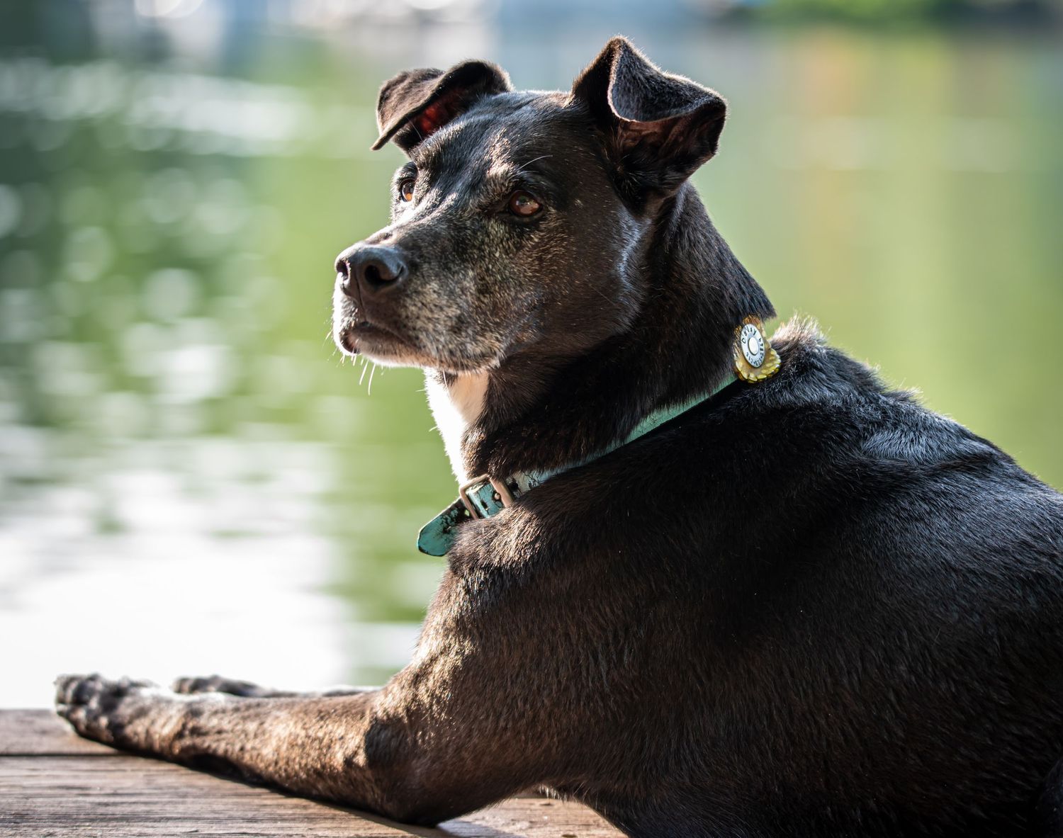 Pet Photography
