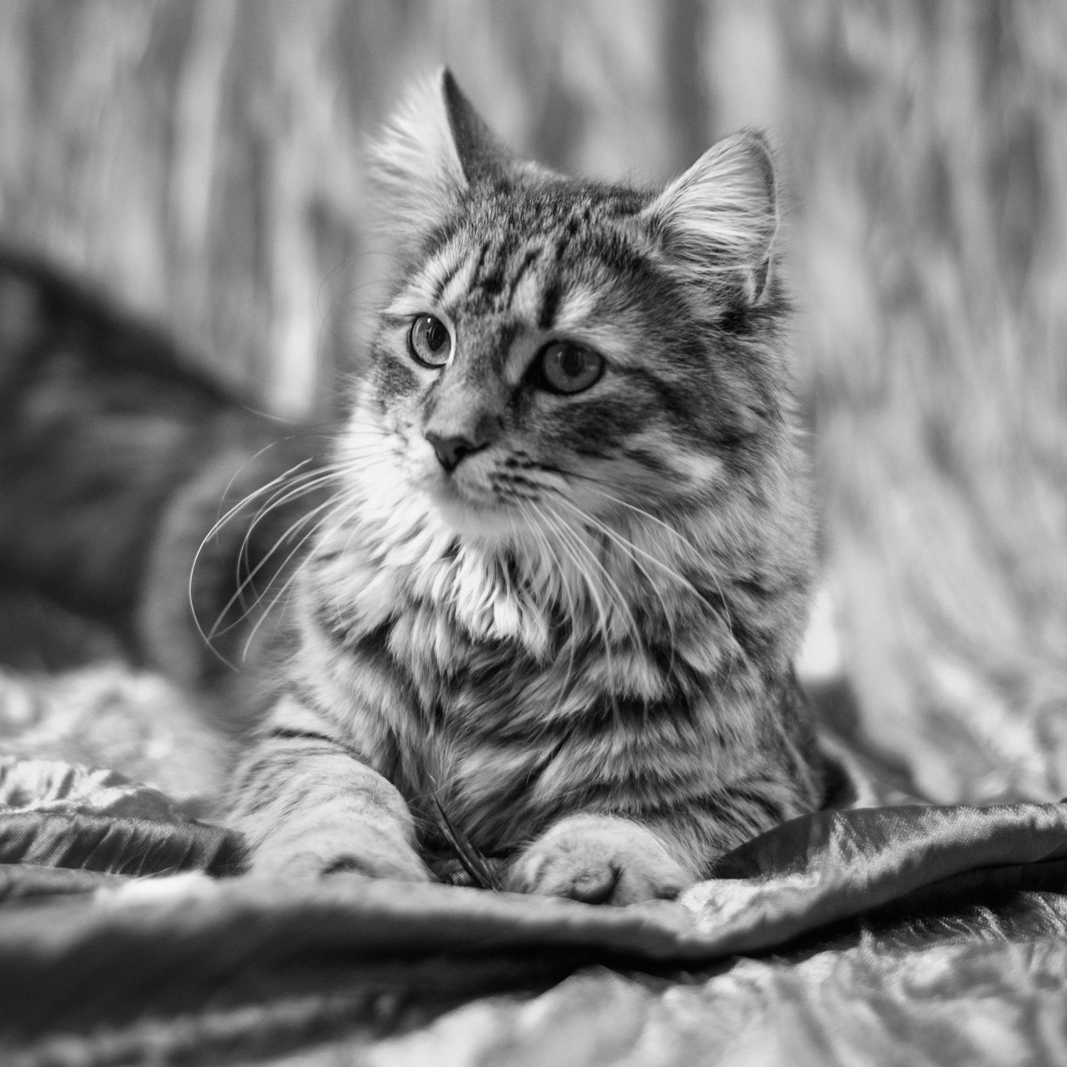 Pet Photography