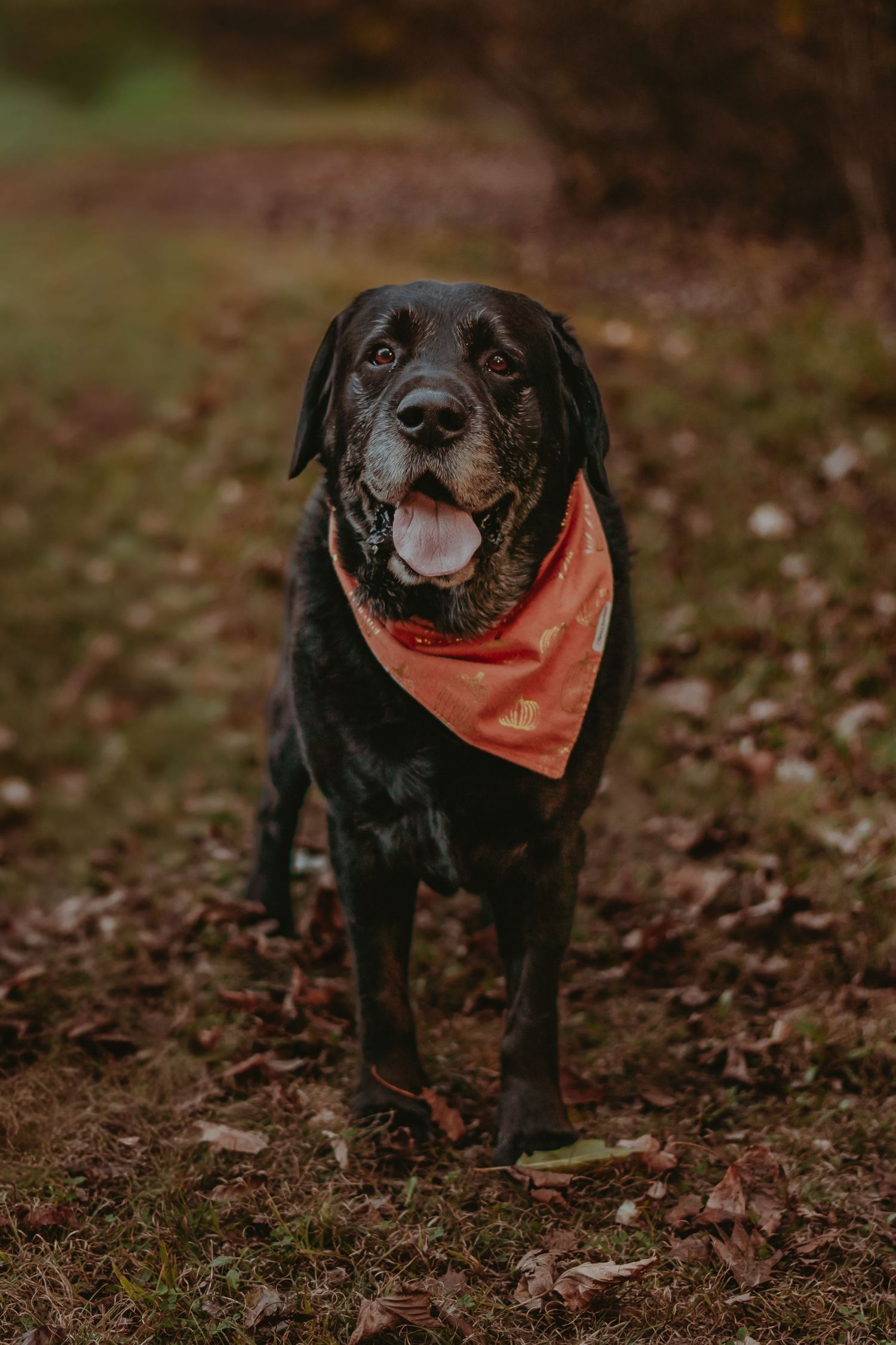 A black dog wearing an orange bandana poses in fallen autumn leaves.