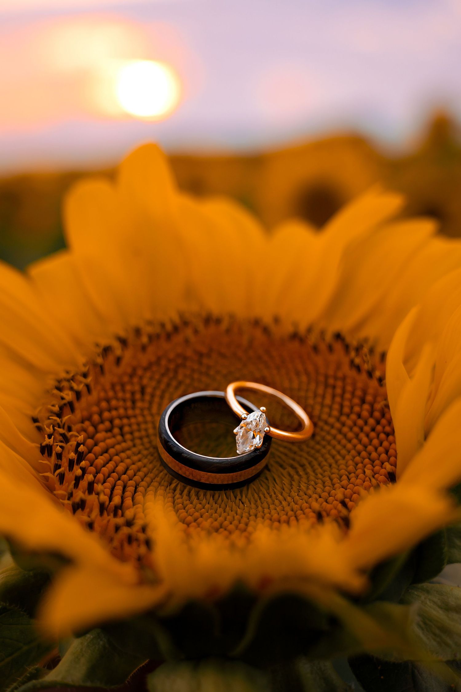 Wedding rings resting on a sunflower center at golden sunset, featuring a marquise diamond engagement ring and dark tungsten band.