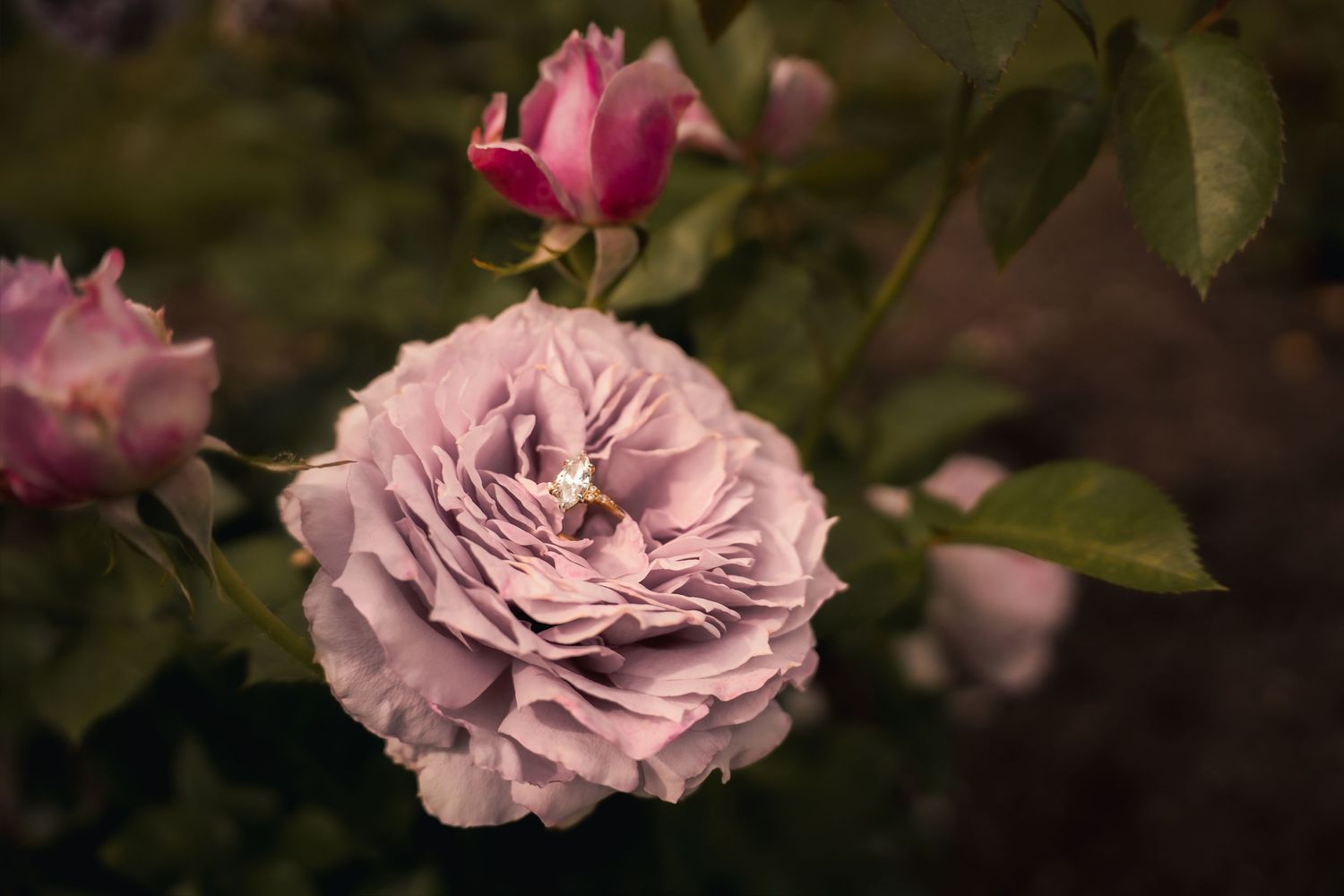 A delicate lavender rose in full bloom with a pink bud and green leaves in a garden setting.