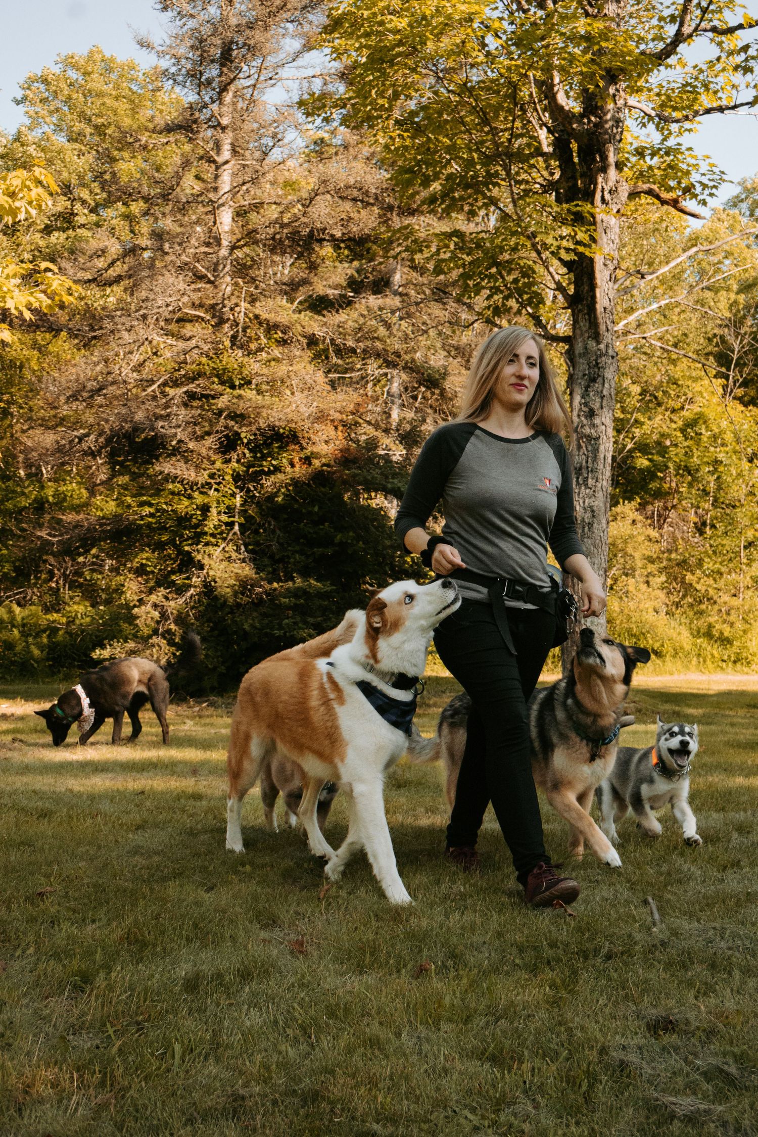 A dog walker stands in a grassy field with multiple dogs during autumn with golden foliage in the background.