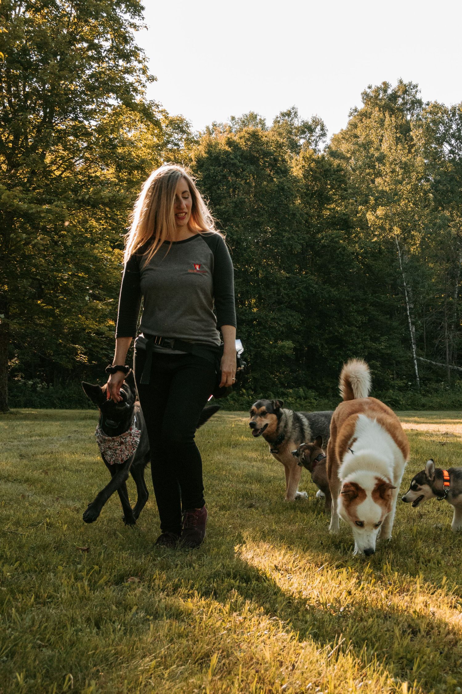 Person in black outfit walking with three dogs through sunlit meadow at golden hour with autumn trees in background.