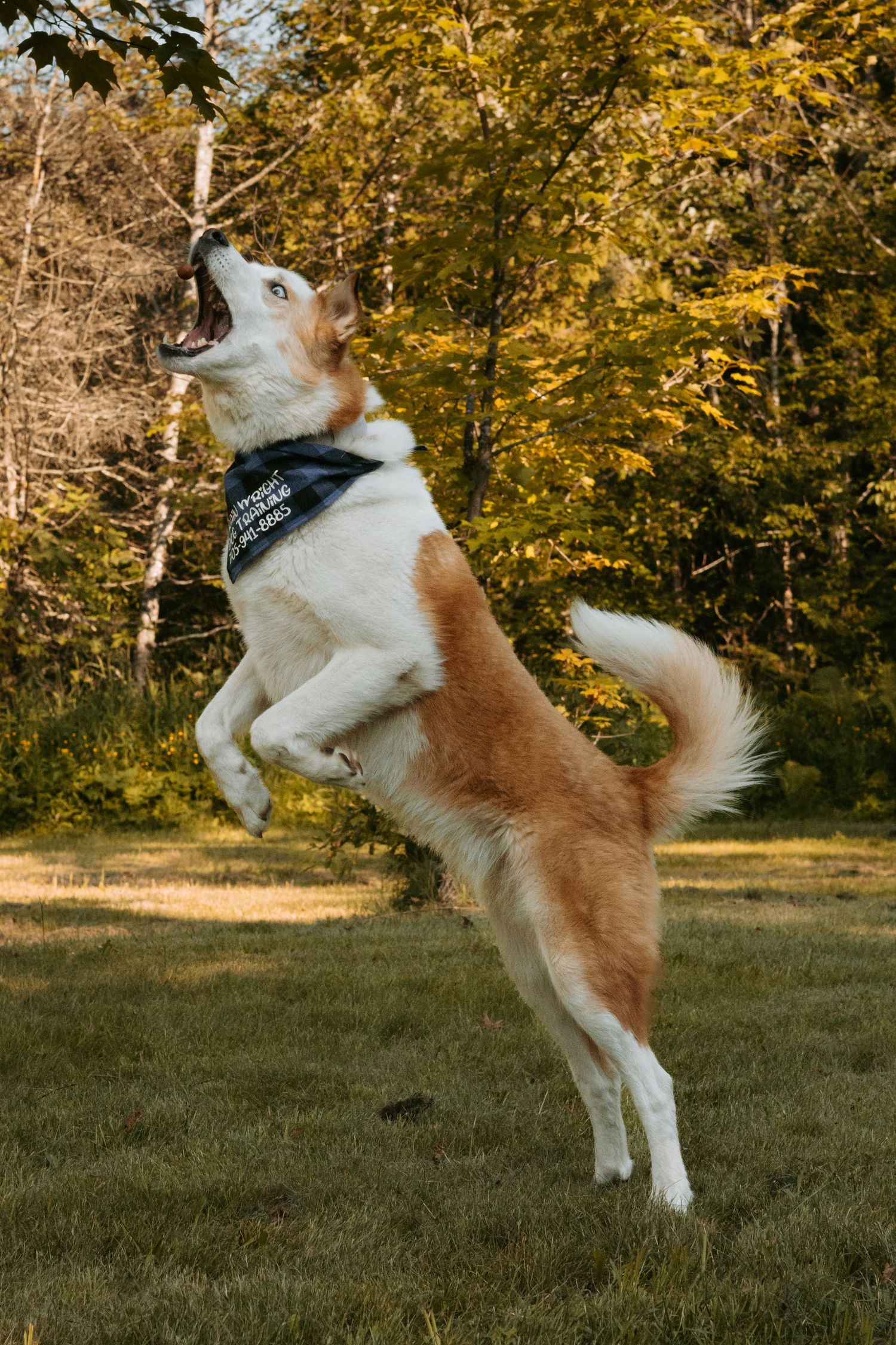 Brown and white husky dog jumping high in the air against autumn trees with golden yellow foliage.
