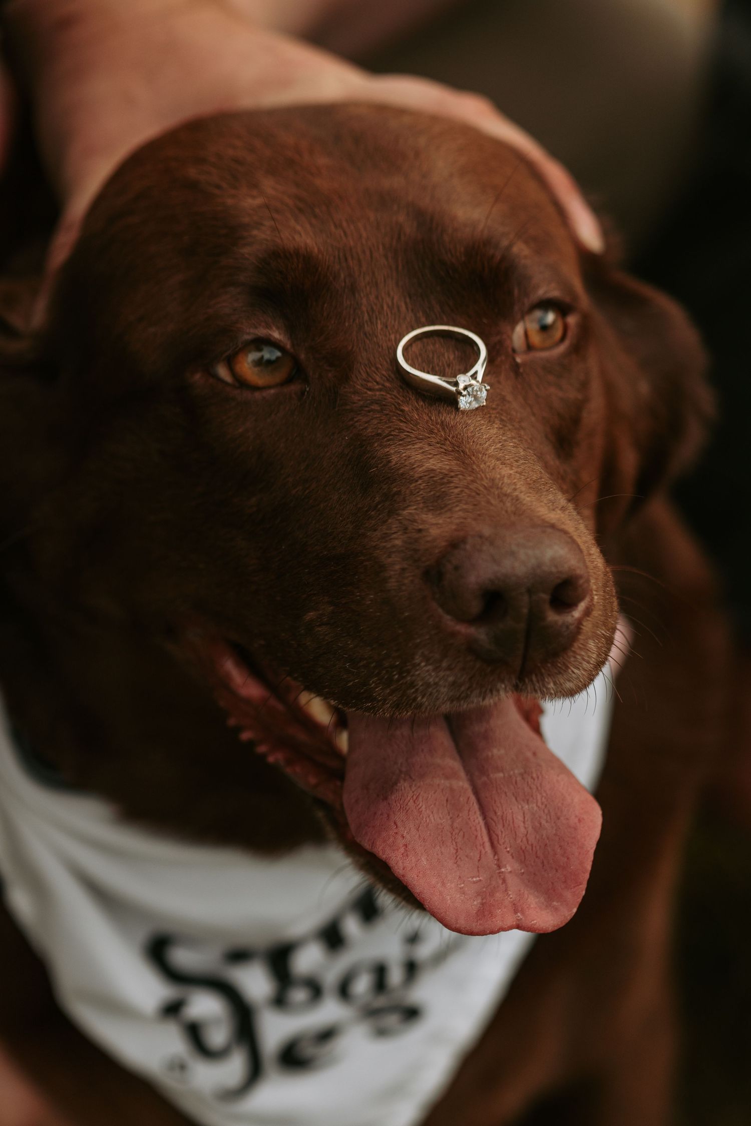 Chocolate Labrador wearing a white bandana with an engagement ring balanced on its nose in a creative proposal photo shoot.