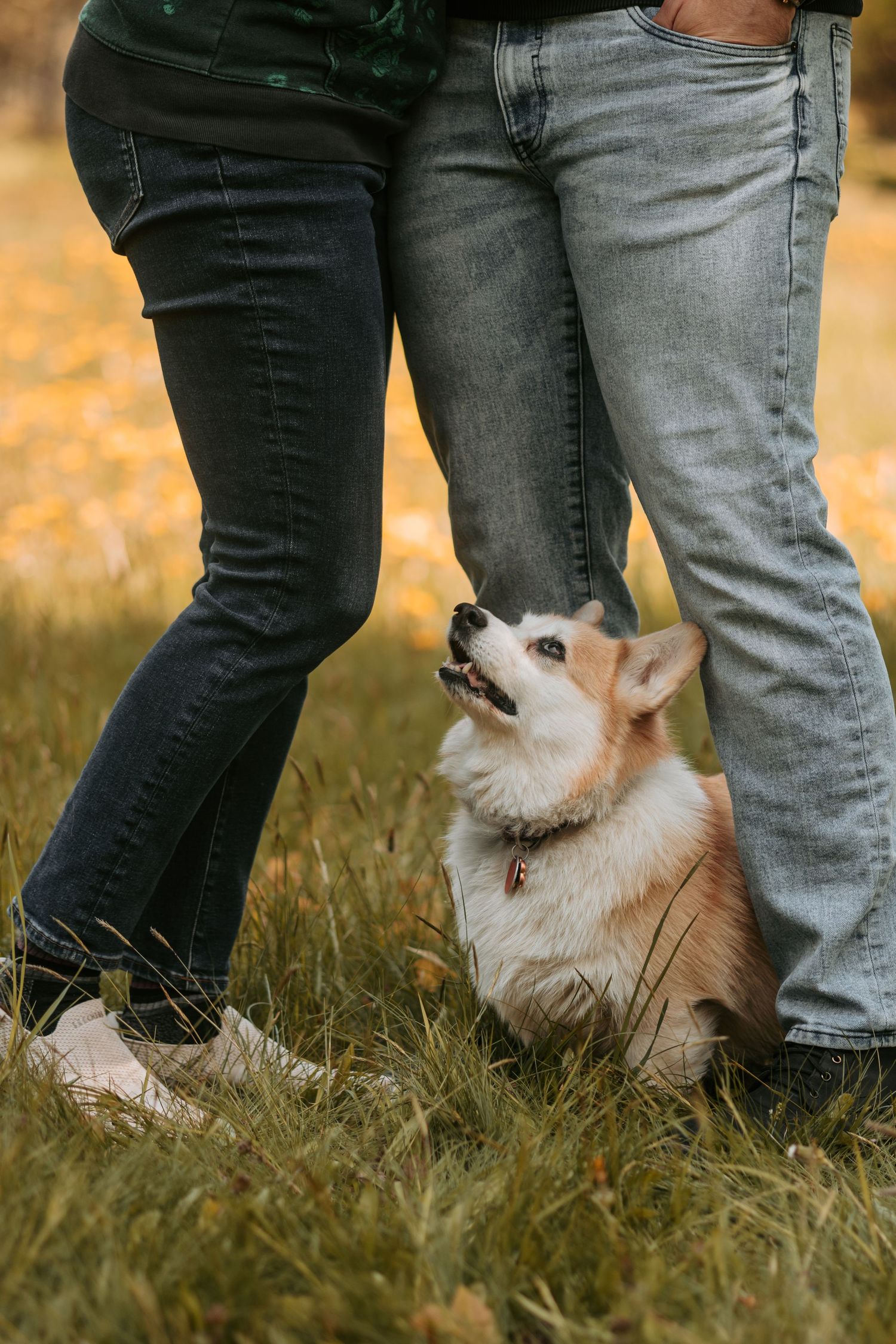Small white dog looking up attentively between two pairs of legs standing in autumn grass during golden hour.