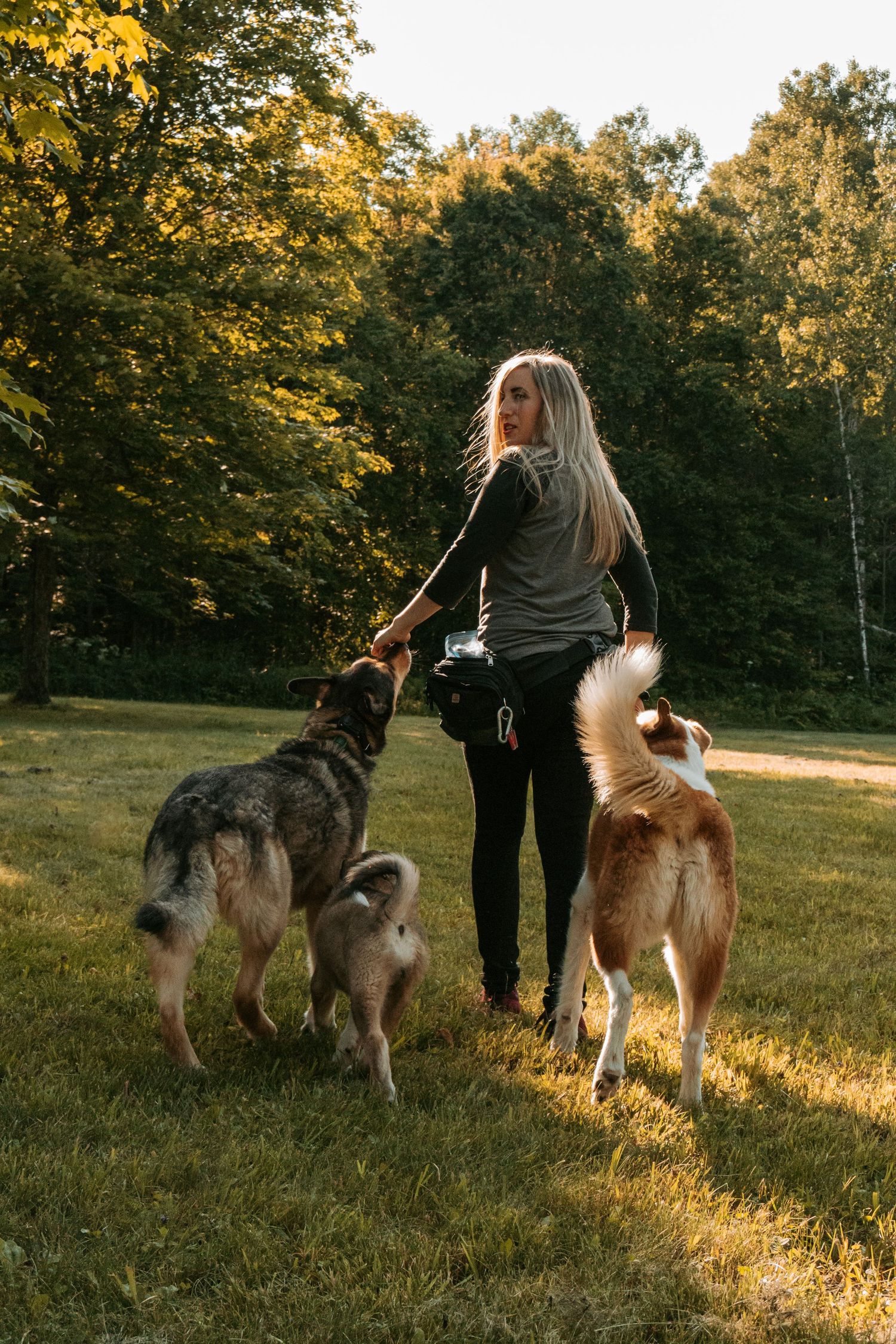 Multiple dogs being walked on leashes in a park during golden hour with autumn trees in the background.