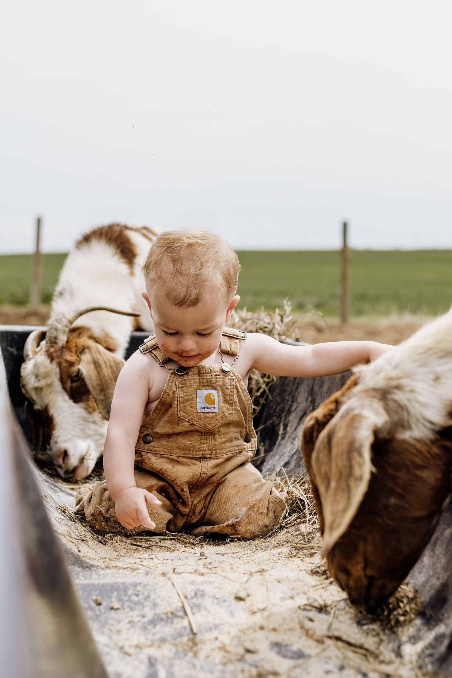 Toddler in brown overalls playing with farm animals in hay-filled trough outdoors.