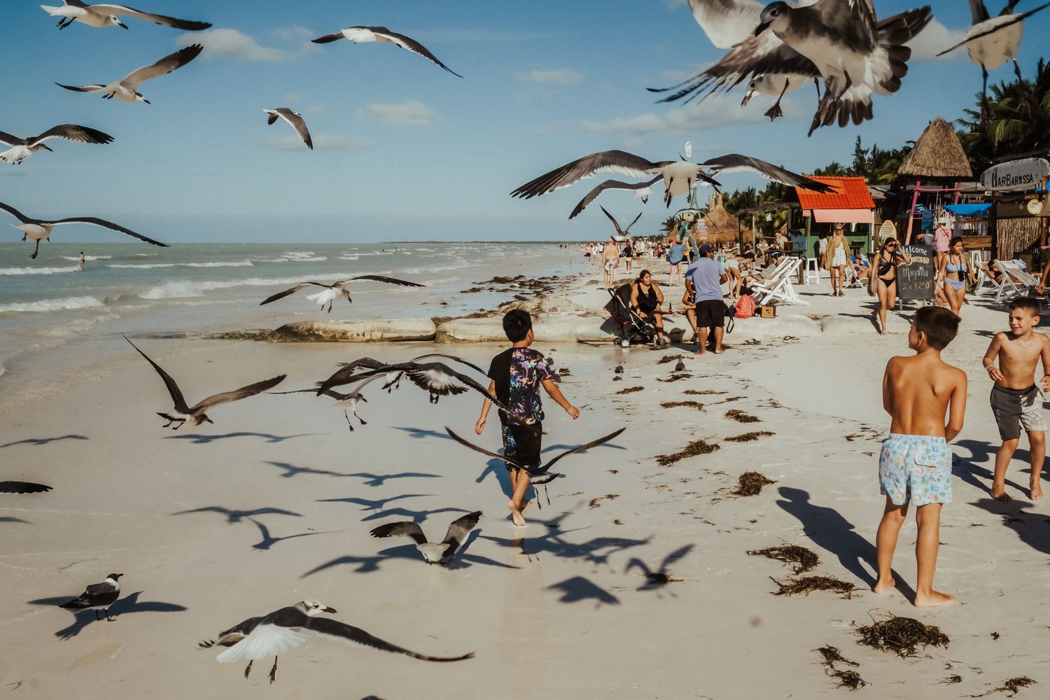 Seagulls swoop down on a sunny beach as beachgoers scatter and throw food in a series of connected action shots.