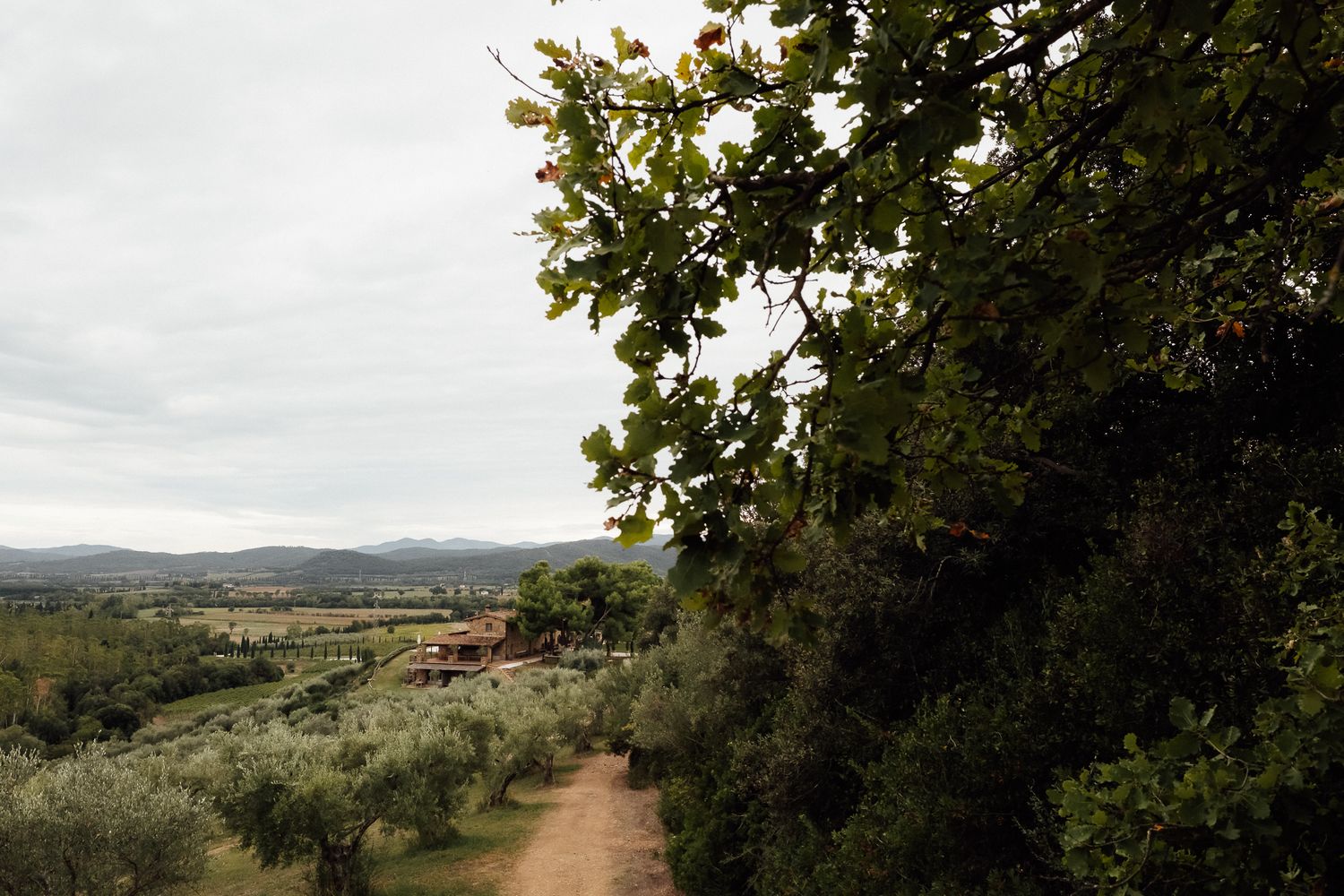 A dirt path winds past olive groves toward a rustic farmhouse in a rolling countryside valley under an overcast sky.