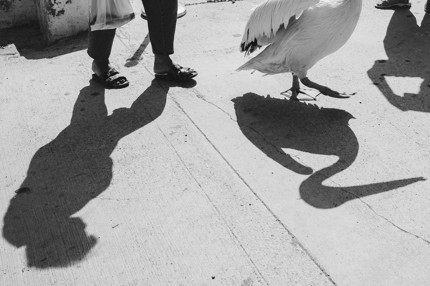 A black and white photograph shows shadows of people dancing on a light-colored floor.