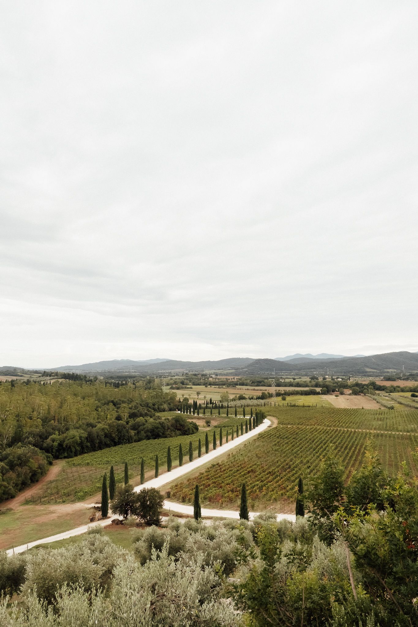 Winding white road lined with cypress trees cuts through green vineyards and olive groves in a scenic Tuscan valley under an overcast sky.