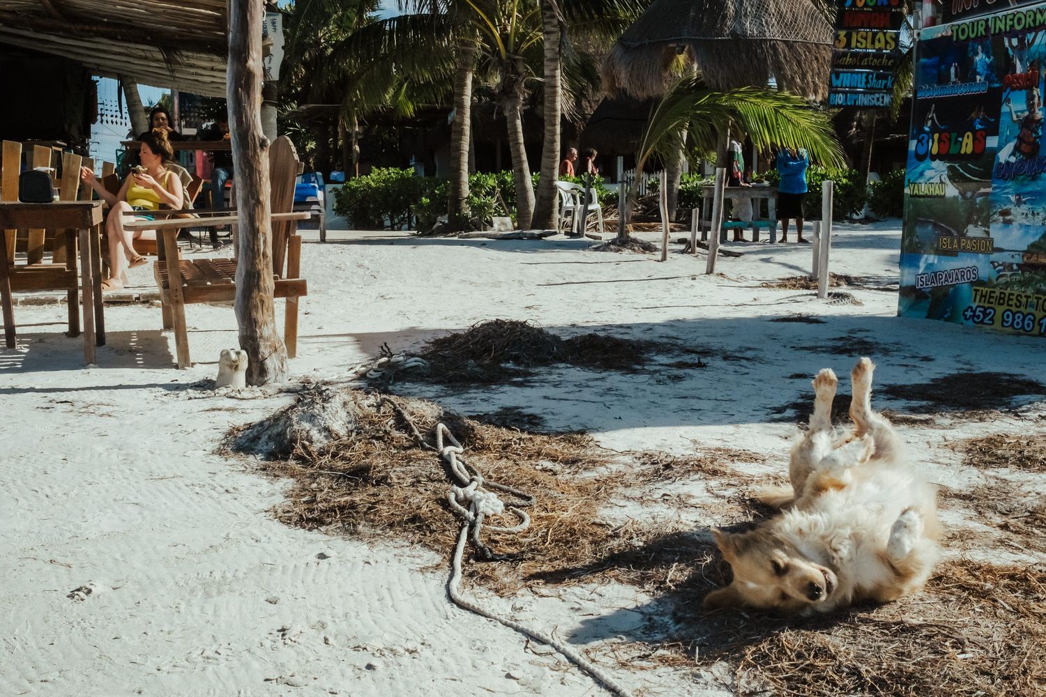 A small white dog walks along a sandy beach path lined with palm trees and tropical vegetation.