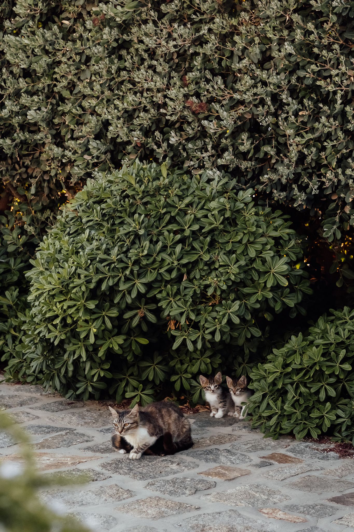 A mother cat rests on a stone patio with two kittens peeking out from behind lush green garden shrubs.