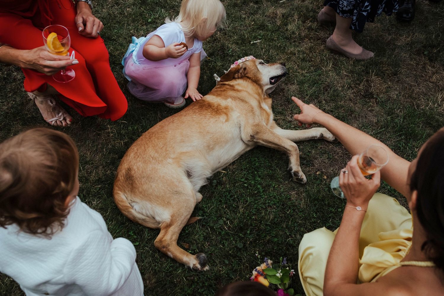 A friendly dog lies on grass surrounded by children during an outdoor gathering.