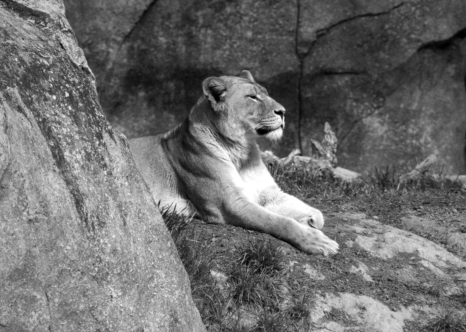 Animals