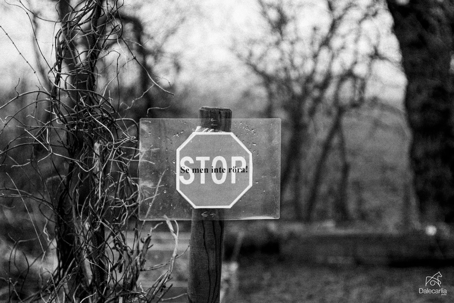 A series of five black and white photographs showing stop signs in various rural and wooded settings.