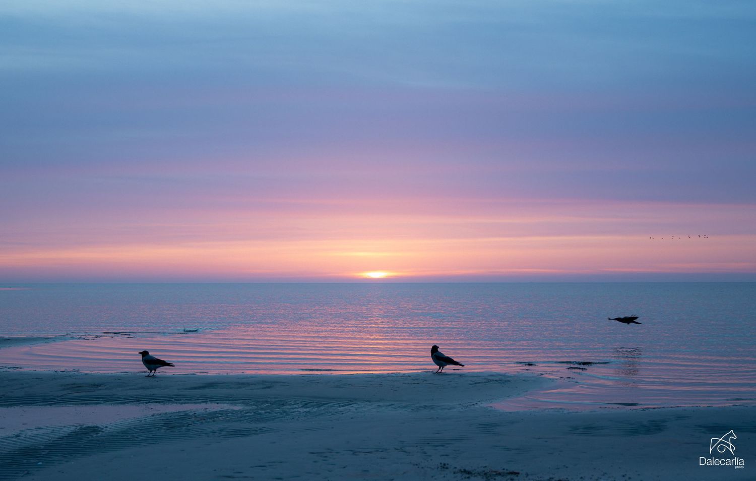 Panoramic sequence of a serene sunset over calm ocean waters with silhouettes of seabirds against the colorful sky.