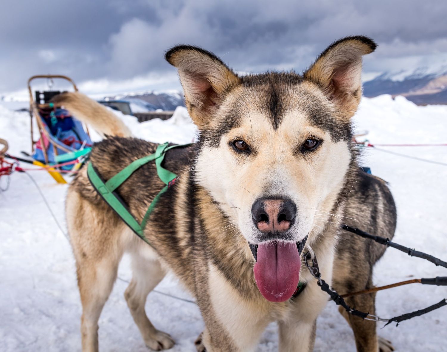 A happy husky sled dog with tongue out wearing a green harness stands in snow with a dog sled team in the background.