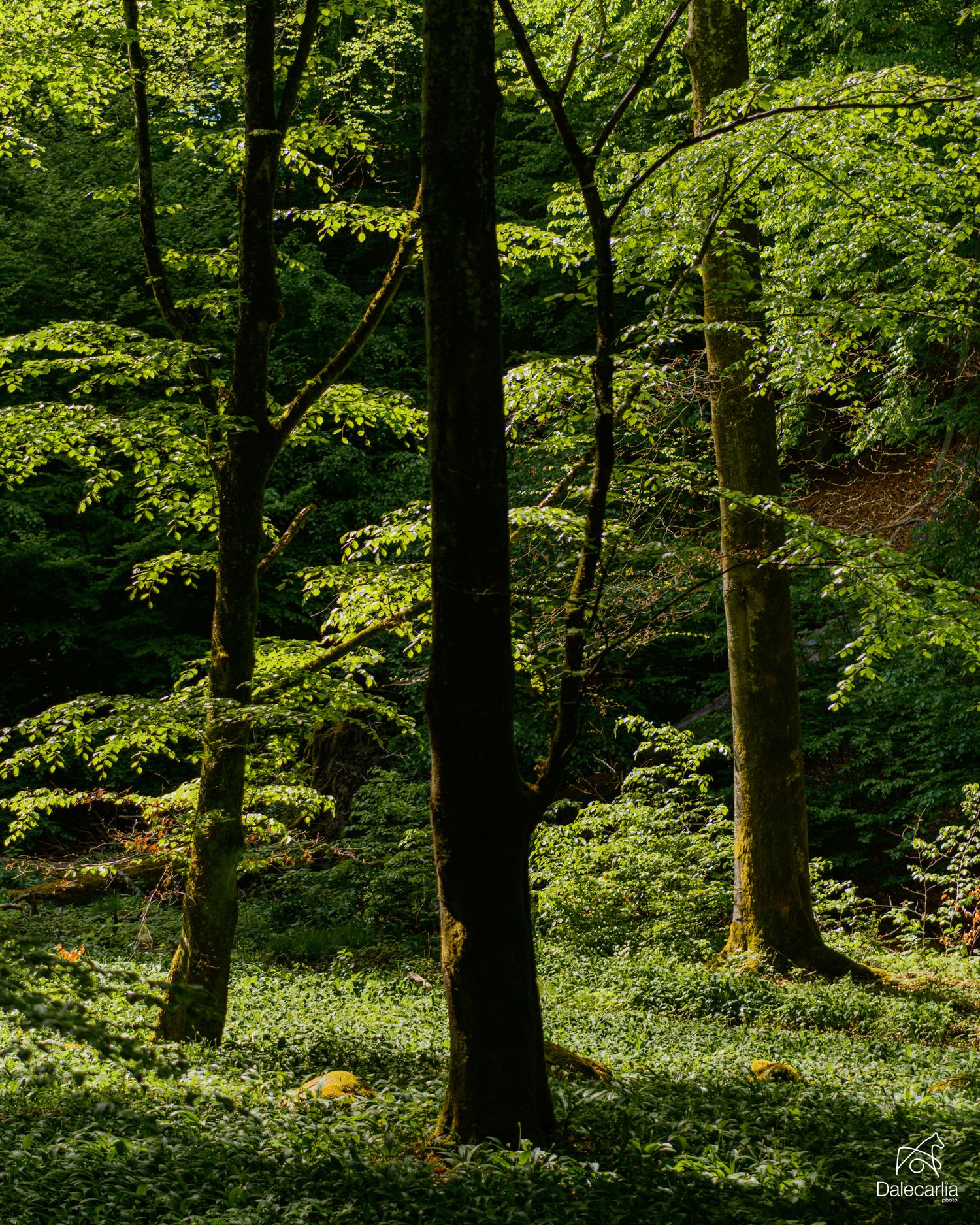 Sunlit green forest with tall dark tree trunks and lush ground cover of wild garlic in a tranquil woodland setting.
