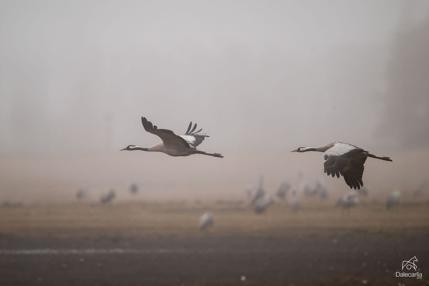 A flock of cranes takes flight at dawn across a misty marshland creating a dramatic silhouette against the sky.